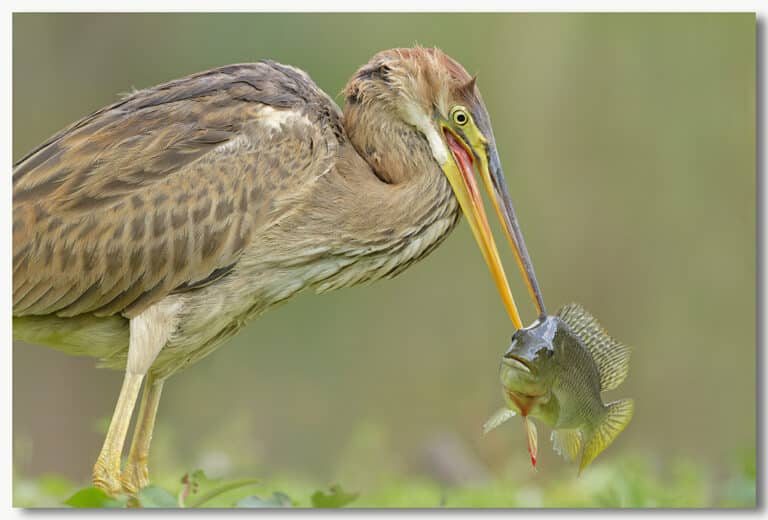 אנפה ארגמנית אוחזת דג במקור