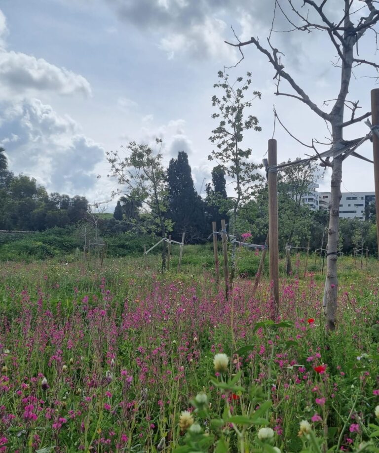 שדה פרחים ורוד ומלבלב וביניהם שתילי עצים חדשים