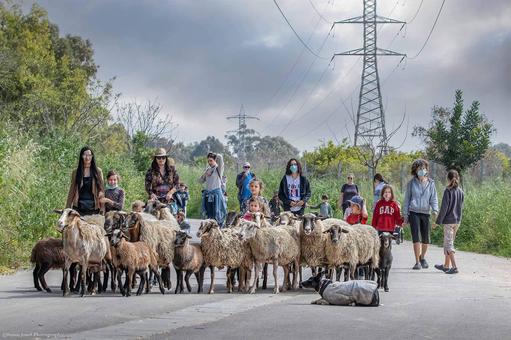 עדר כבשים וקבוצה על רקע הפארק ומגדל חשמל