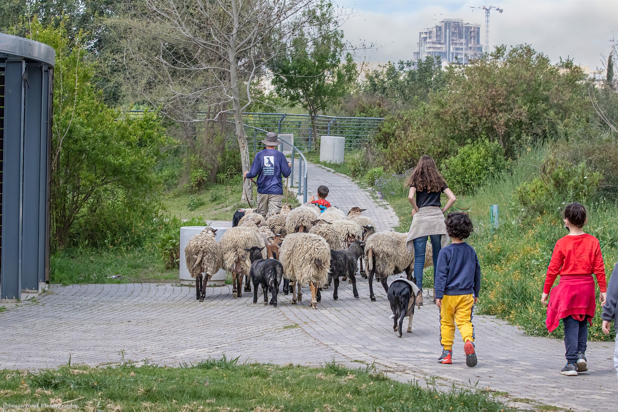 עדר הכבשים על רקע הפארק