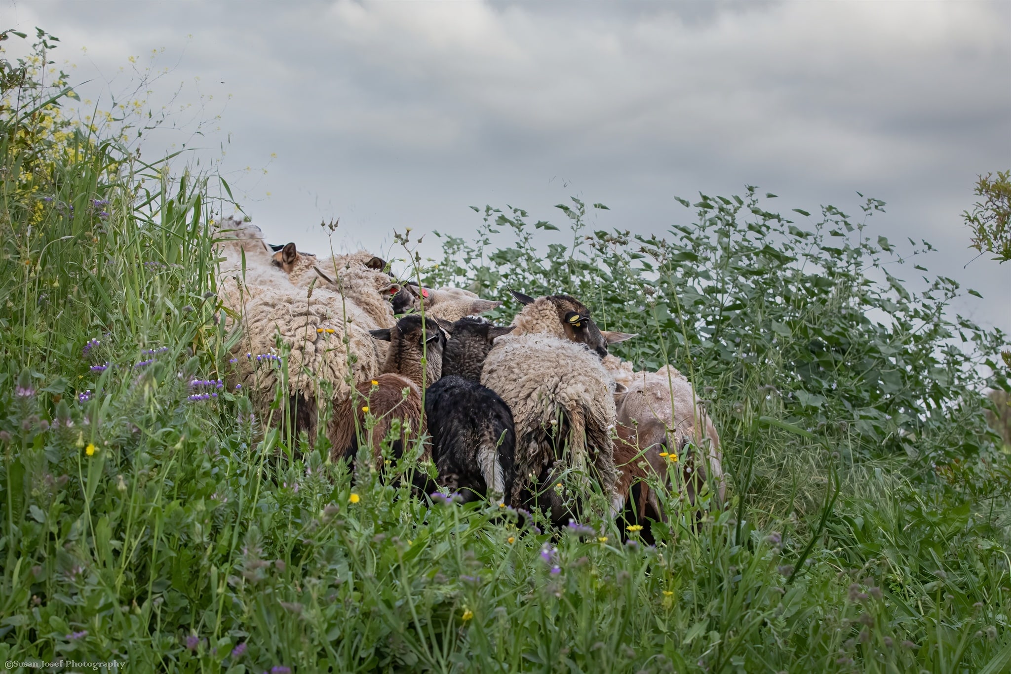 כבשים בין פרחי הבר