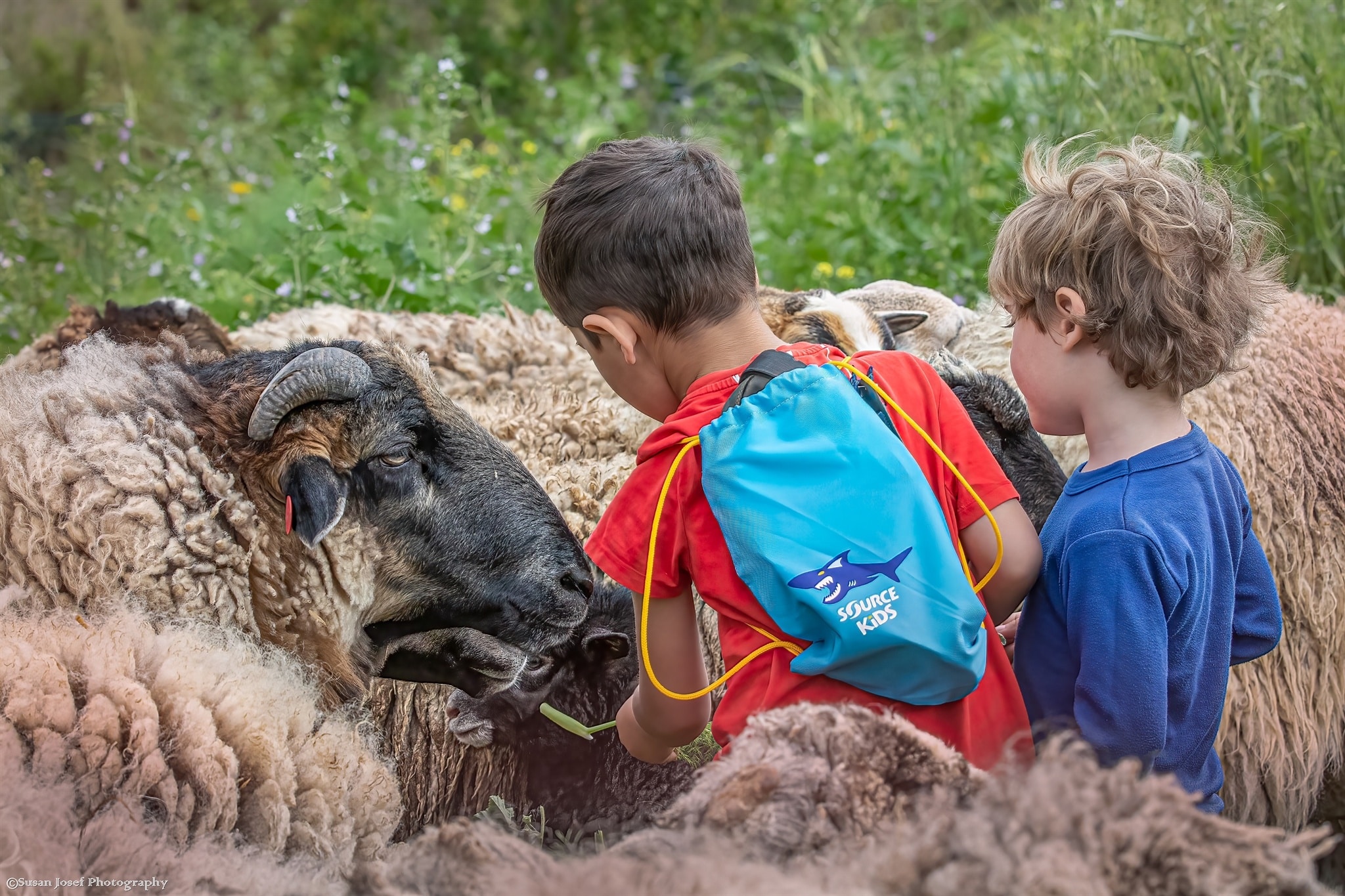 ילדים קטנים מלטפים כבשה