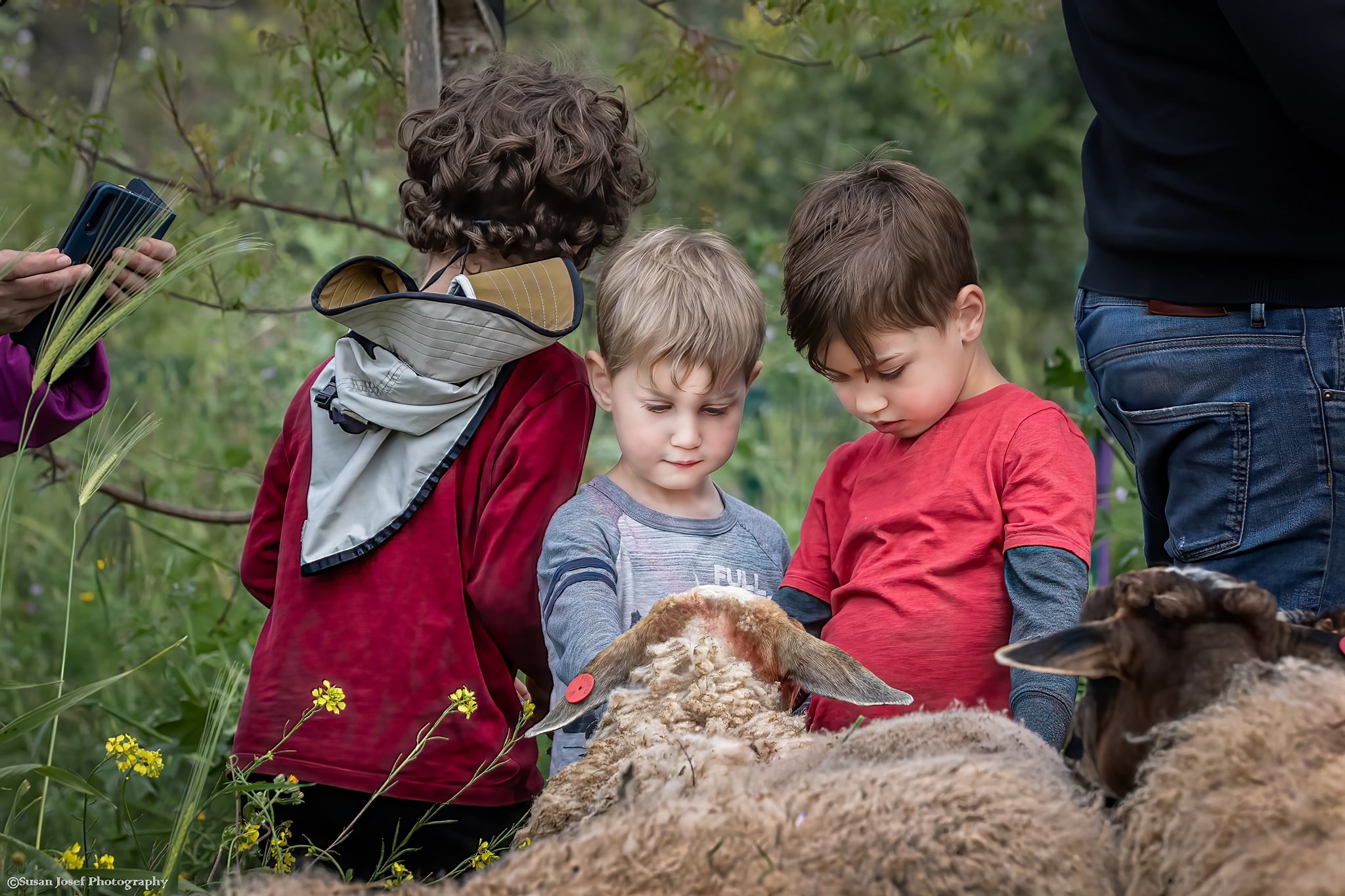 שלושה ילדים קטנים מלטפים כבשה
