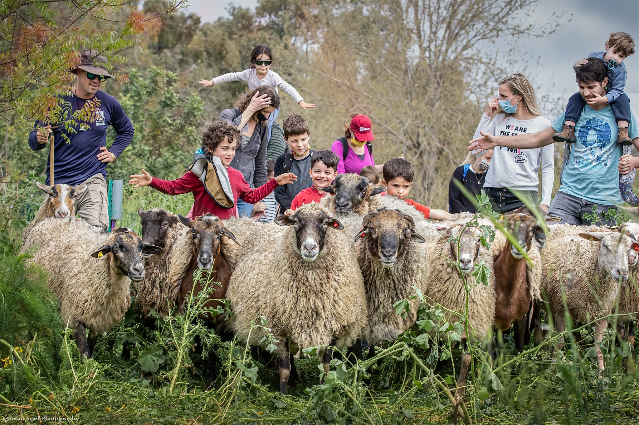 קבוצת משפחות לצד הכבשים
