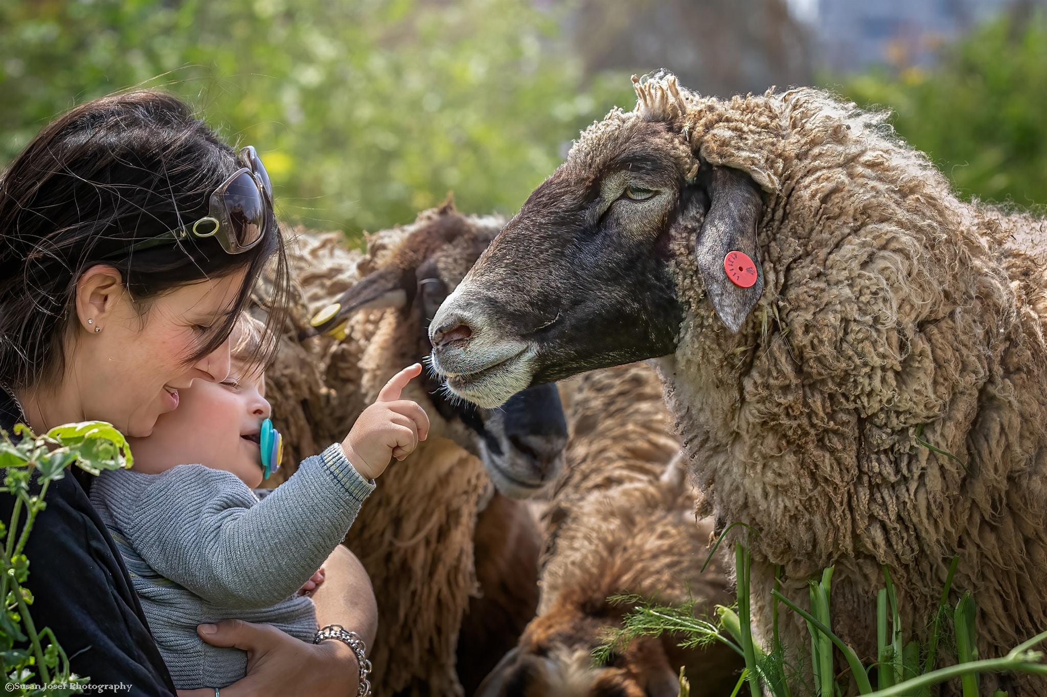 תינוק בידי אמו מלטף כבשה