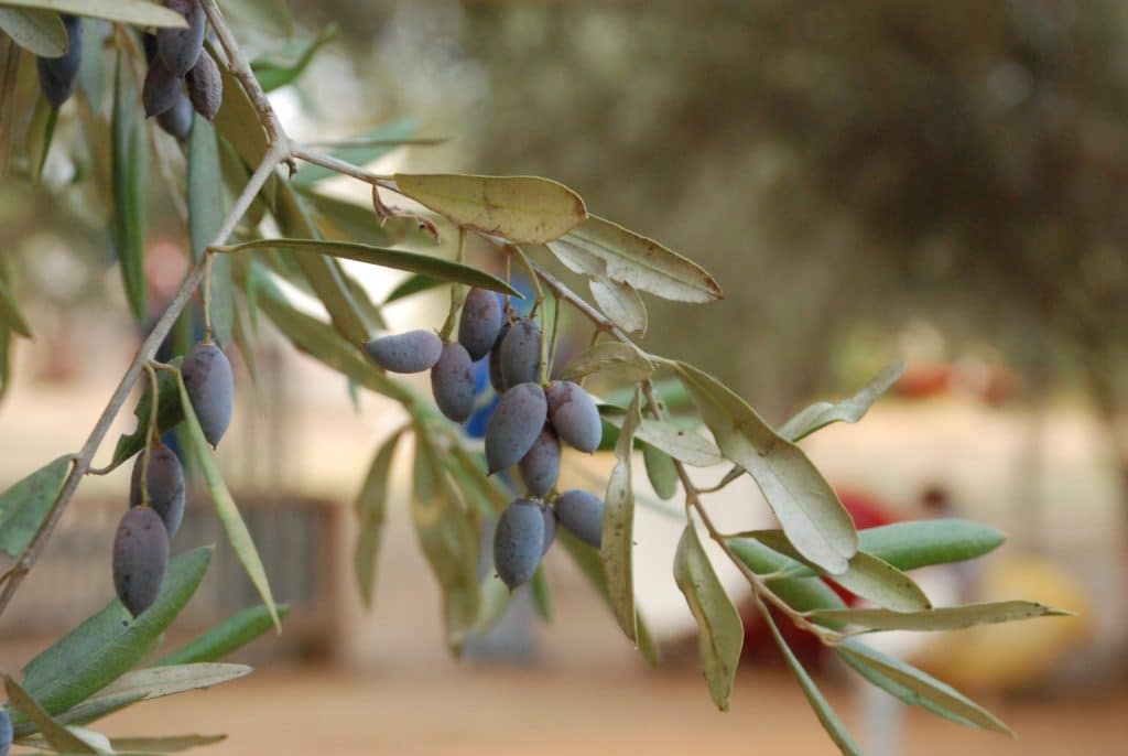 ענף של עץ זית