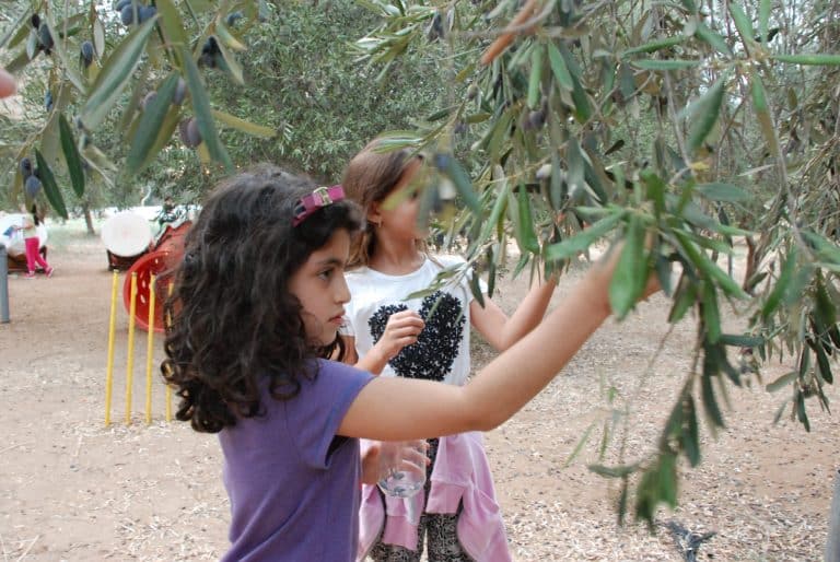 ילדה קוטפת זיתים לצנצנת