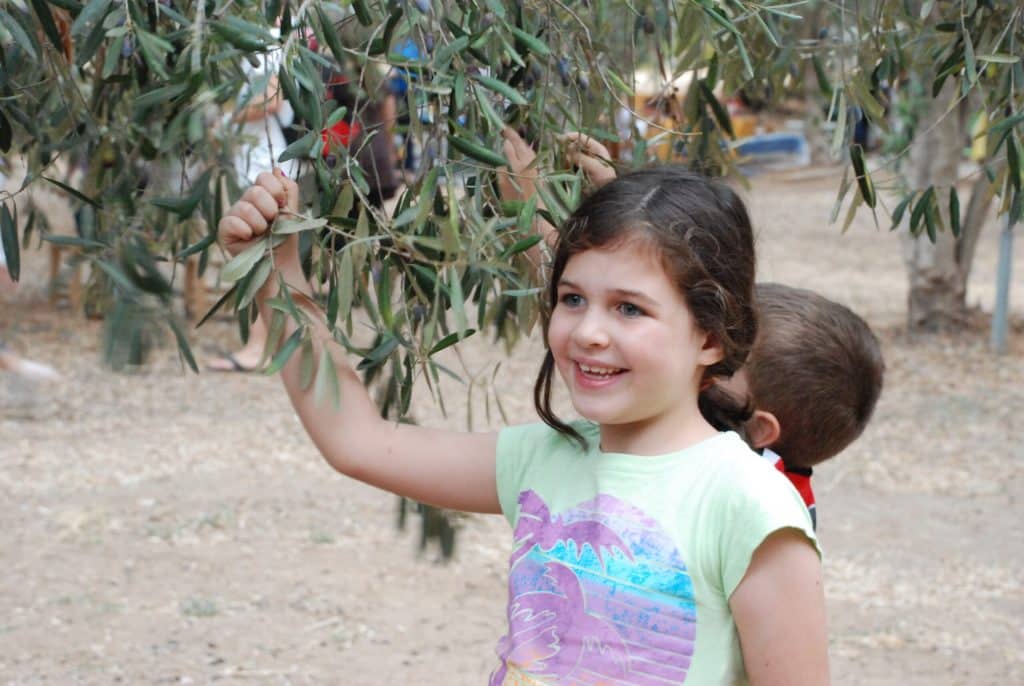 ילדה קוטפת זיתים