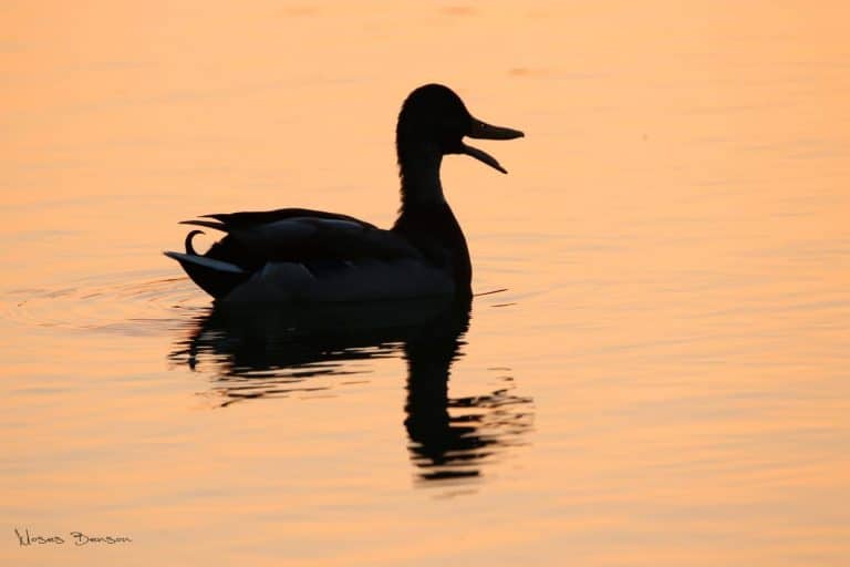 ברווז שט באגם בשקיעה
