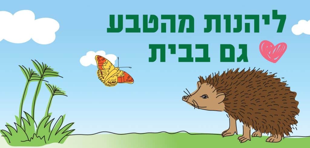 איור קיפוד ופרפר