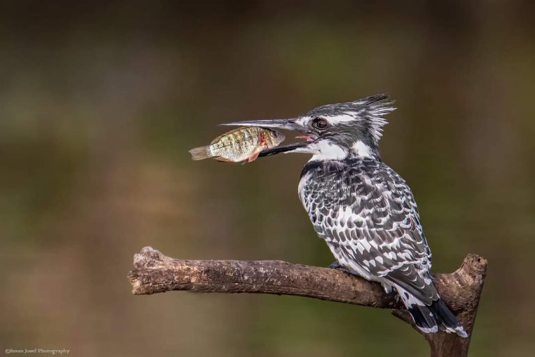 פרפור עקוד יושב על ענף עם דג במקור