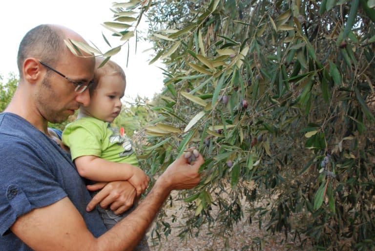 אב ופעוט בידיו קוטפים זיתים