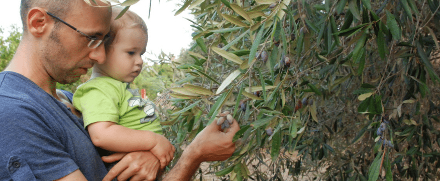 אב ופעוט הידיו קוטפים זיתים