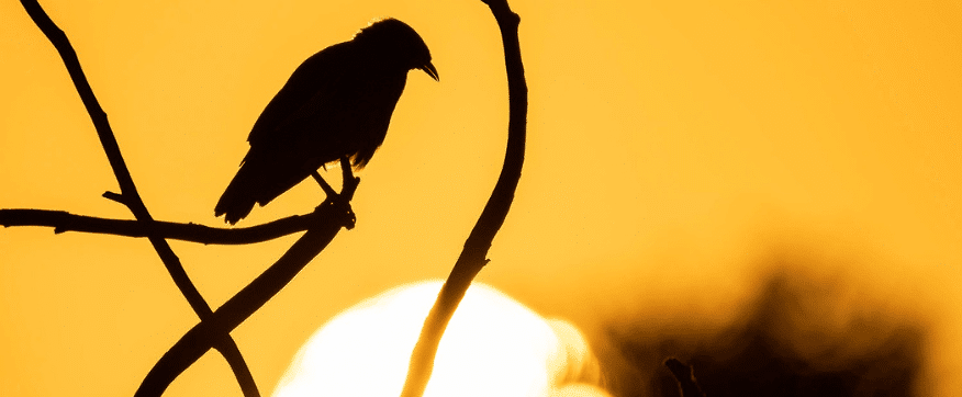 צללית ציפור יושבת על ענף על רקע השקיעה