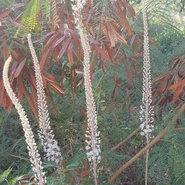 מקבץ של חצבים פורחים