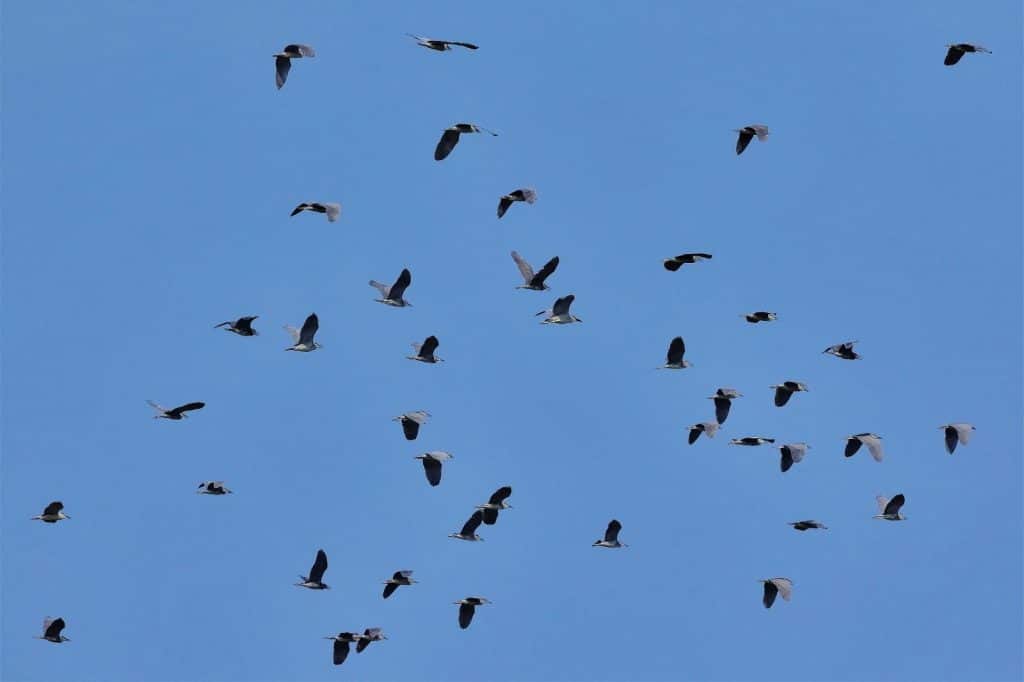 ציפורים נודדות בשמיים