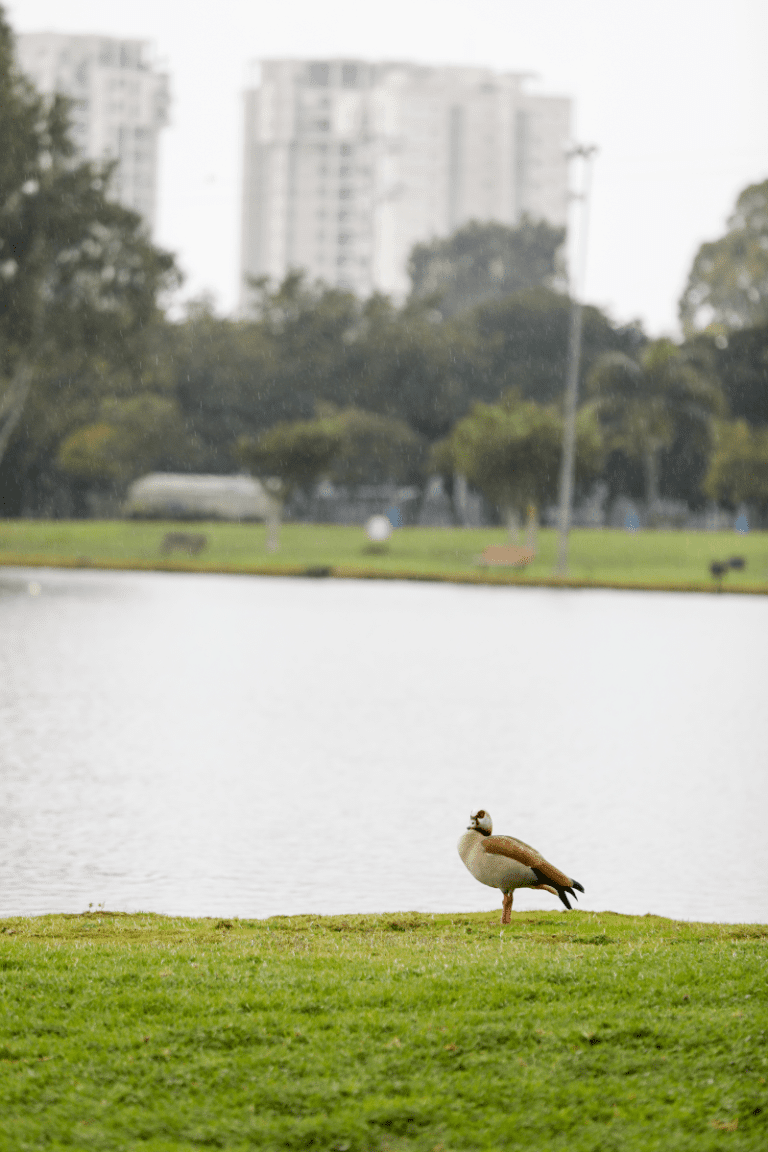 ברווז עומד על שפת אגם בפארק