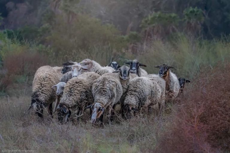 עדר כבשים באחו