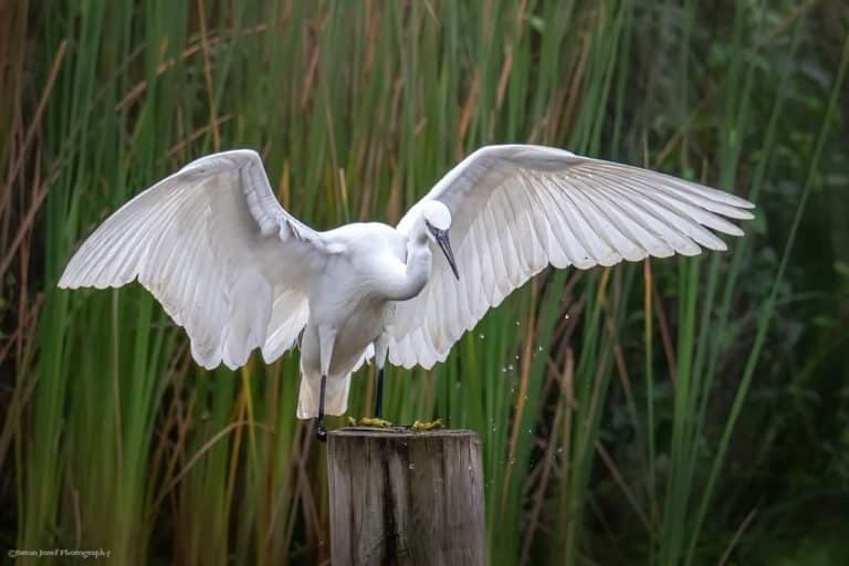לבנית קטנה פורשת כנפיים קרוב למי האגם