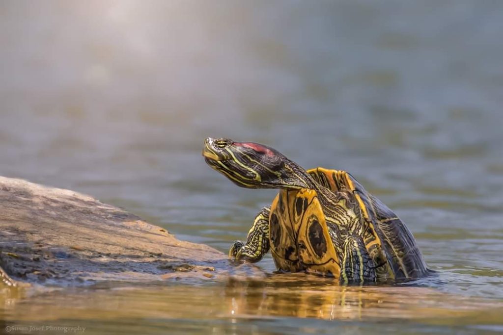 צב מסוג צבגון אדום אוזן יוצא מהמים