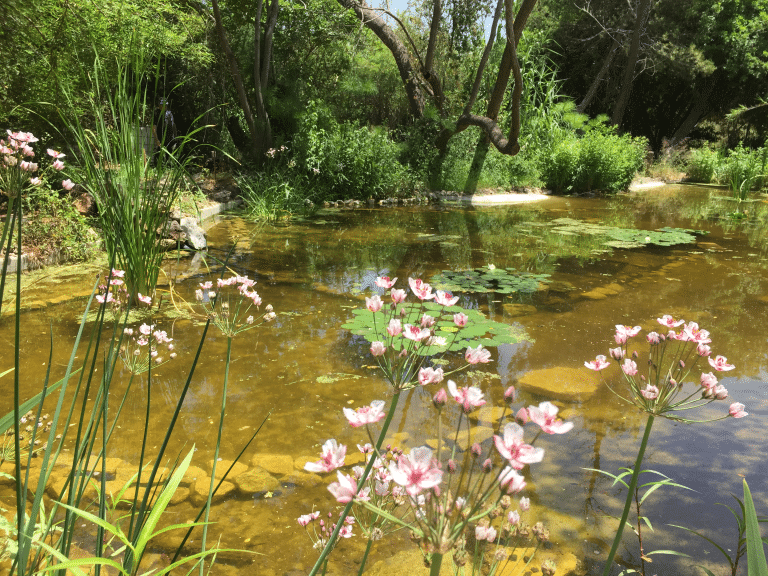 גני הטב בריכה אקולוגית ופריחה