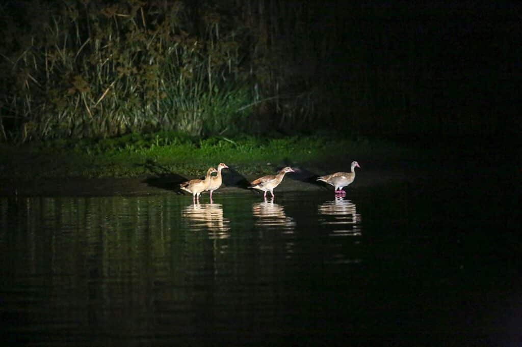 ברווזים באגם בלילה