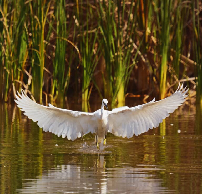 אנפה בשקיעה