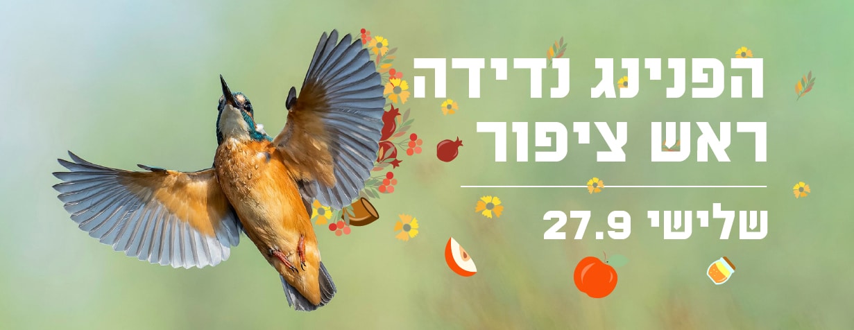 שלדג במעוף עם פרסום ההפנינג