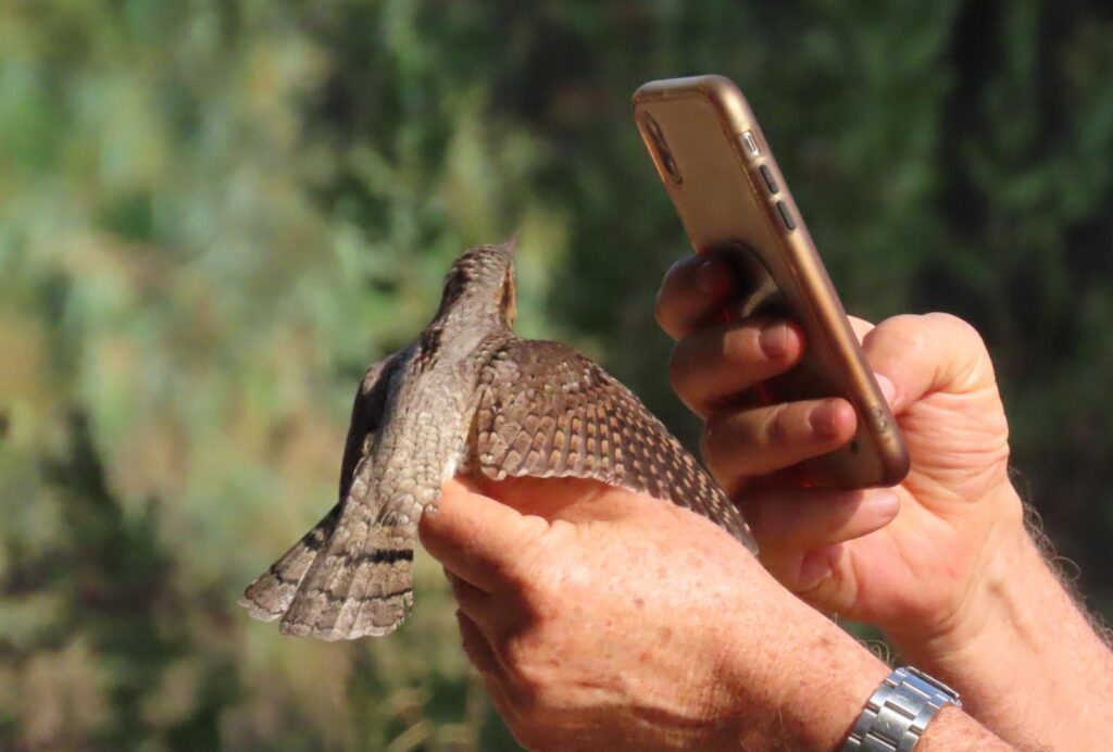 איש מצלם ציפור שהוא מחזיק בידו