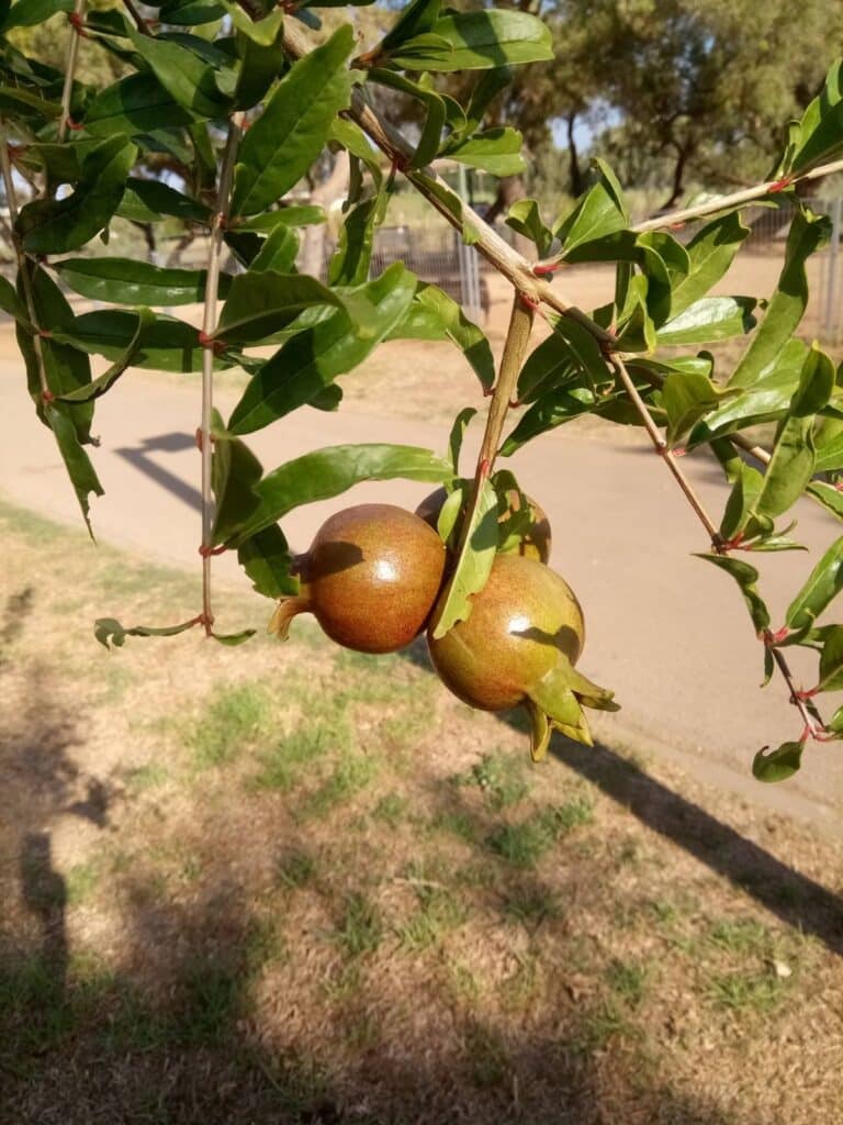 שני רימונים תלויים על העץ