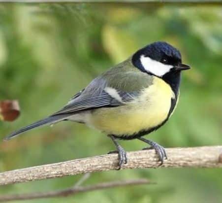 ירגזי על ענף צפרות