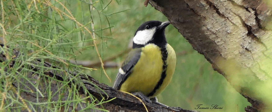 ירגזי על עץ אורן