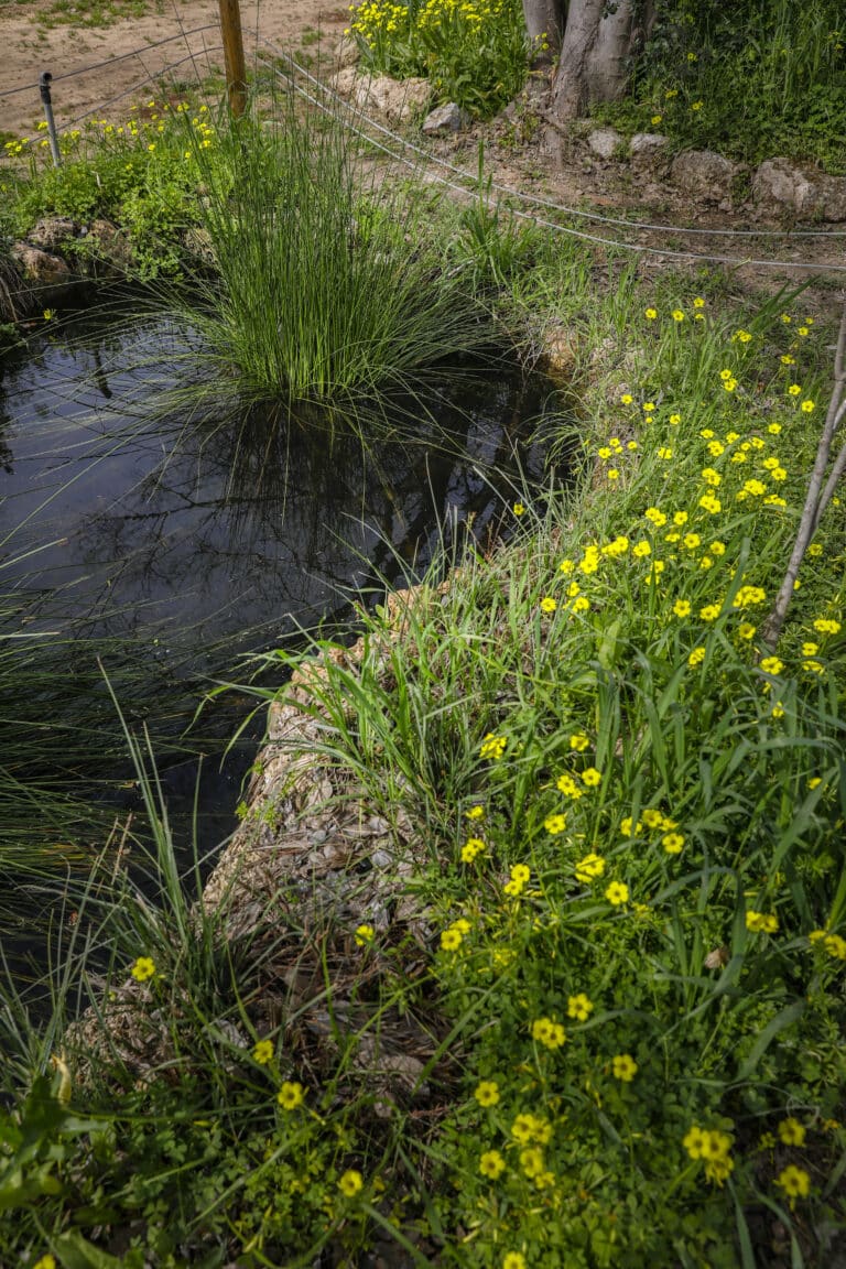 בריכת מים טבעית וסביבה פריחה צהובה