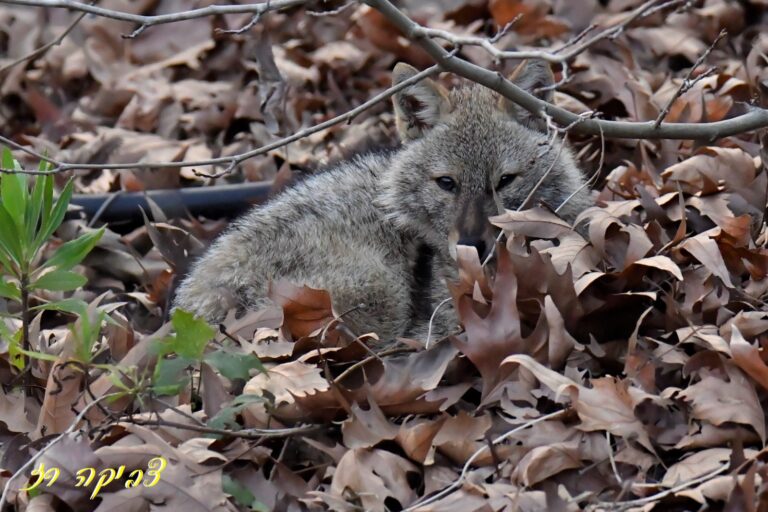 תן מסתתר בתוך ערימת עלים