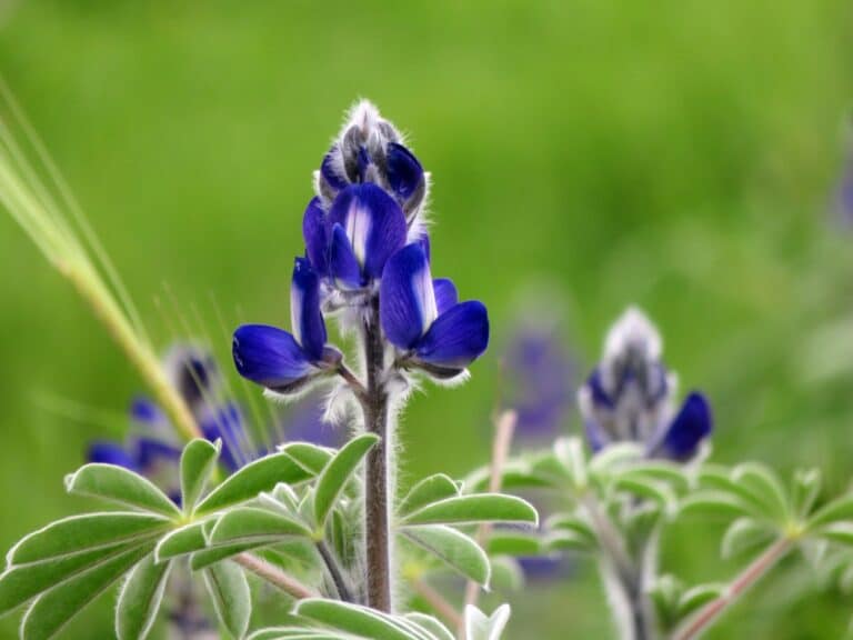 פרח סגול על רקע ירוק