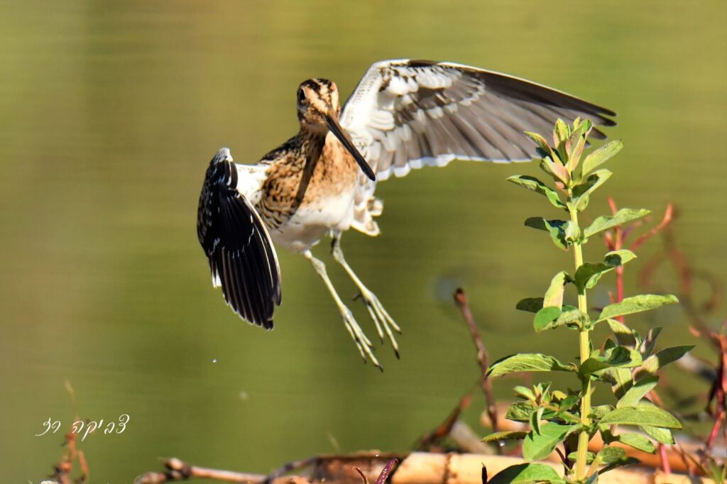 ציפור פורשת כנפיים לקראת נחיתה