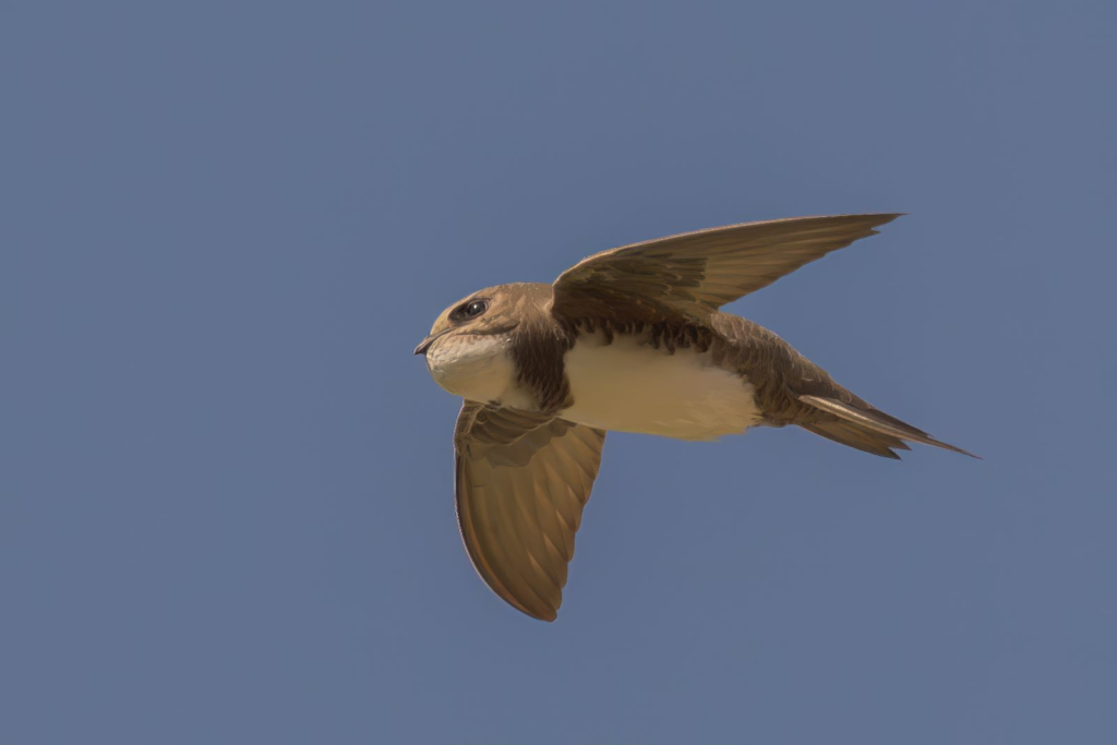 ציפור במעופה