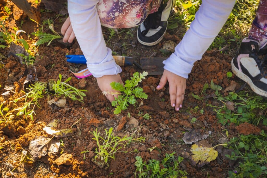 ידי ילדה ושתיל על האדמה
