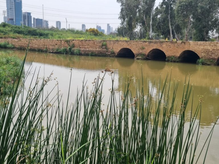 מראה הגשר של עשר טחנות דרך צמחיית הגדה של הנחל