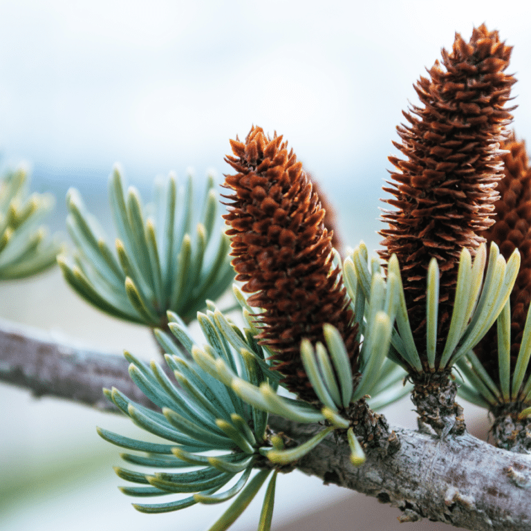 צילום מקרוב של פרי שדומה לאיצטרובל