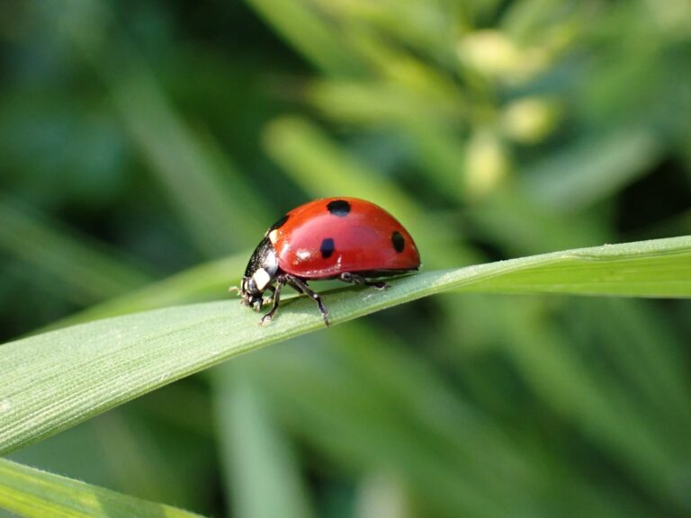 מושית על עלה