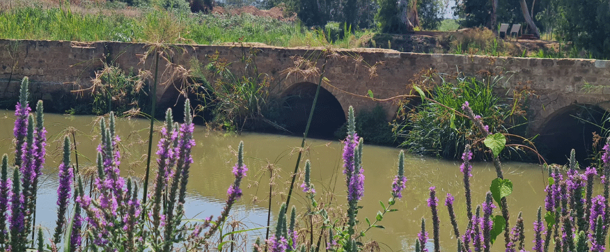 שנית גדולה פורחת בסגול על רקע טחנות הקמח ההיסטוריות