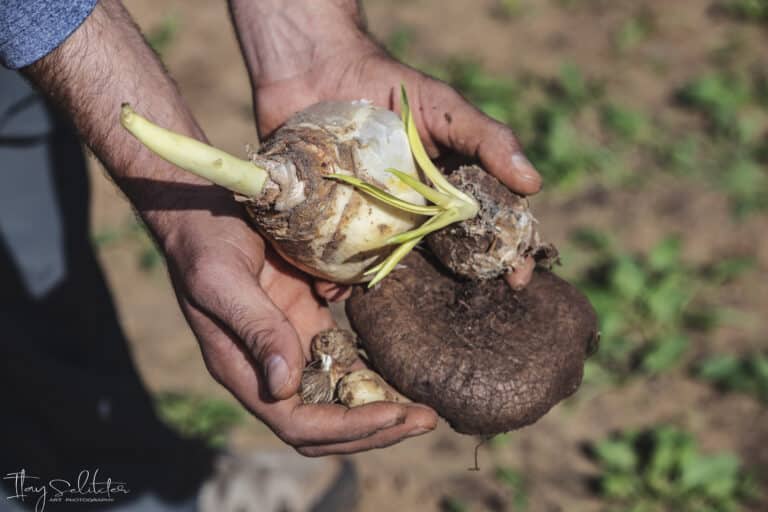 פקעות של פרחי בר