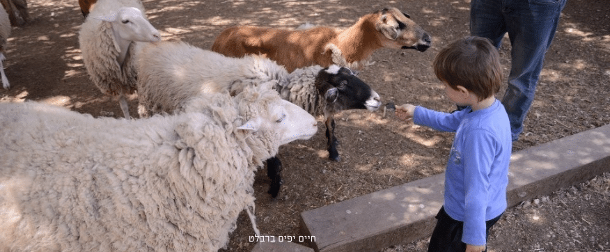 ילד מאכיל כבשים בפינת החי בחווה