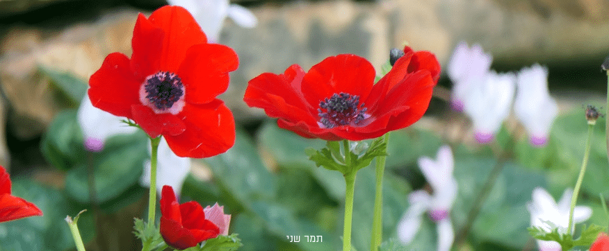 כלניות אדומות בצילום מקרוב