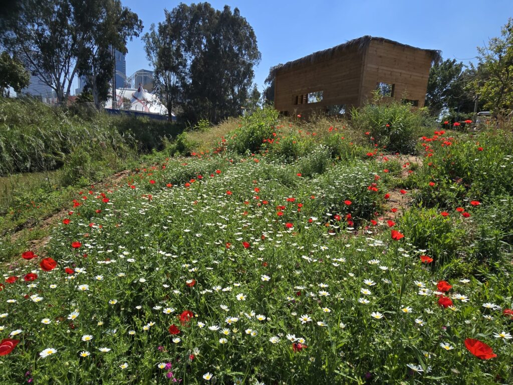 פרחי בר פורחים ליד גשר המכביה