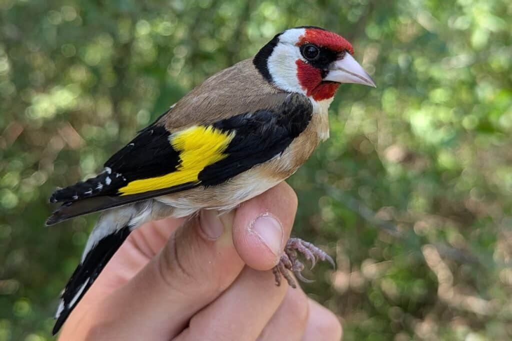 חוחית אחוזה בכף היד