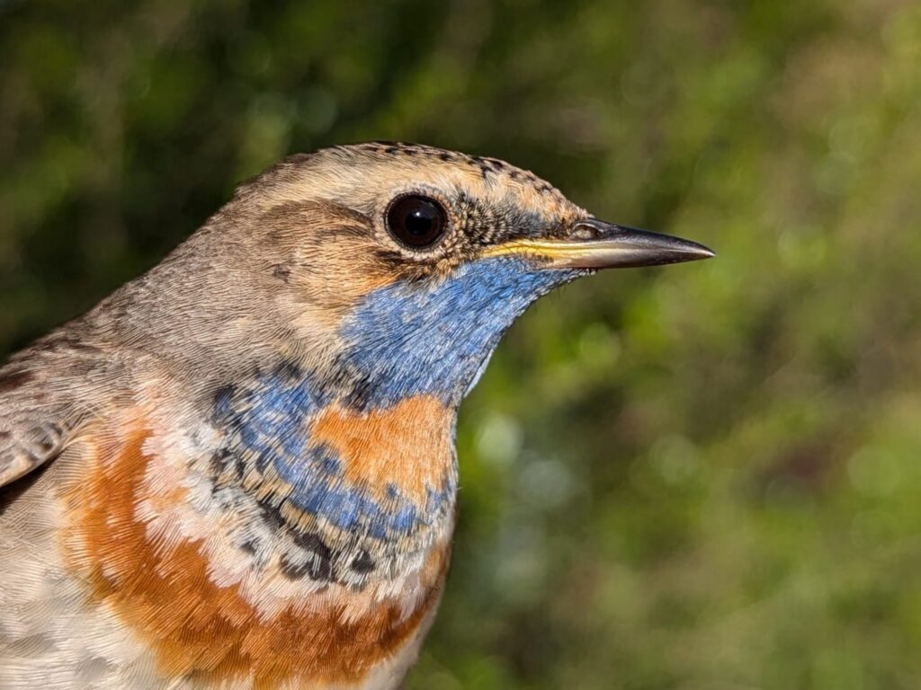 צילום תקריב של כחול חזה