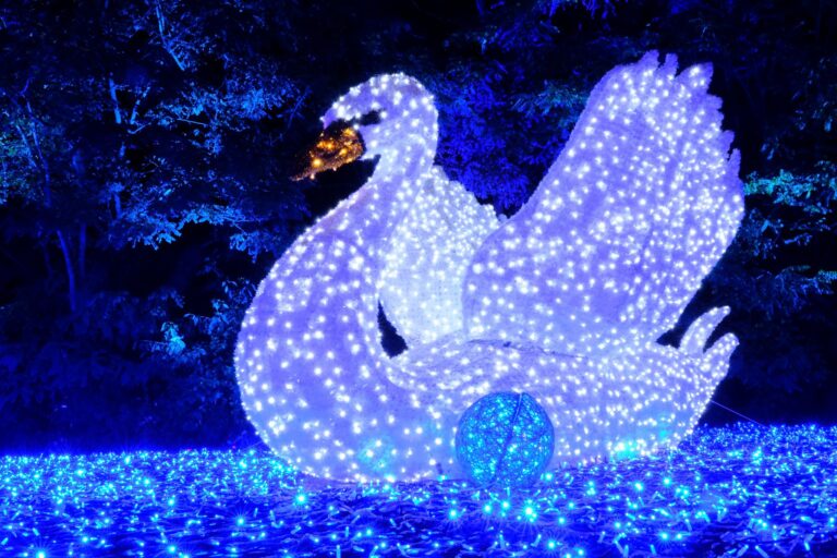 פסטיבל lumagica פסטיבל אורות פסל מואר של ברבור