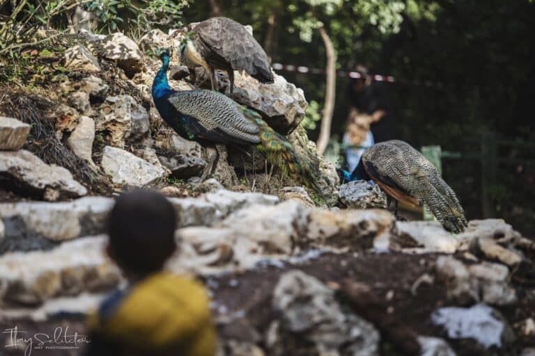 ילד מביט בטוובסים שמטיילים